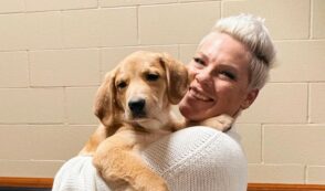 Copertina di “Per motivi al di là del mio controllo, dobbiamo posticipare i nostri prossimi quattro concerti”: l’annuncio inatteso di Pink