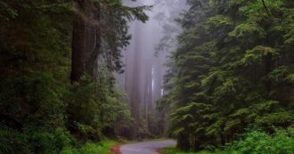 Copertina di Perché piantare alberi non basta a contrastare i cambiamenti climatici