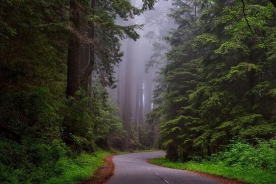 Perché piantare alberi non basta a contrastare i cambiamenti climatici