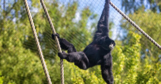 Copertina di Misteriosa epidemia allo zoo di Hong Kong: 11 scimmie morte per melioidosi. Ecco di cosa si tratta