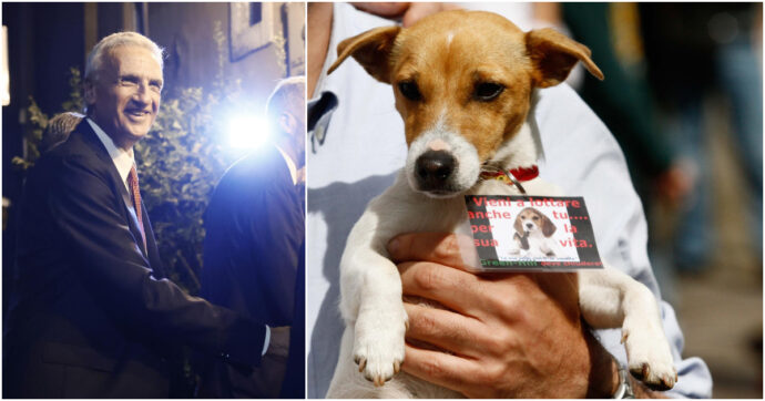 Aprire allevamenti di cani e gatti per la vivisezione, Fratelli d’Italia ci ripensa: Ciocchetti annuncia il ritiro dell’emendamento