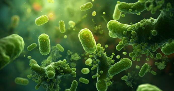 “Per evitare il batterio mangiacarne non fare il bagno in acque ferme se si è feriti”: il consiglio del virologo Pregliasco