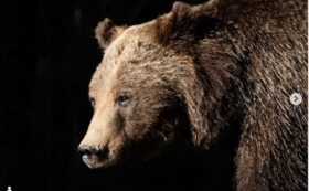 Copertina di È morta l’orsa grizzly più famosa al mondo: uccisa da un’auto che l’ha travolta. Corsa contro il tempo per salvare il cucciolo di un anno che era con lei