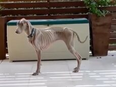 Copertina di Mangia e dimagrisce nonostante le sue porzioni di cibo siano sempre uguali: il cane Harlow preoccupa i suoi proprietari che alla fine scoprono la (rarissima) causa