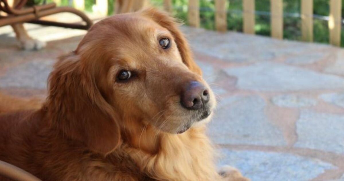 Ecco perché i cani stanno entrando nella “terza ondata di domesticazione”: lo studio con cento Golden Retriever