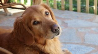 Copertina di Ecco perché i cani stanno entrando nella “terza ondata di domesticazione”: lo studio con cento Golden Retriever