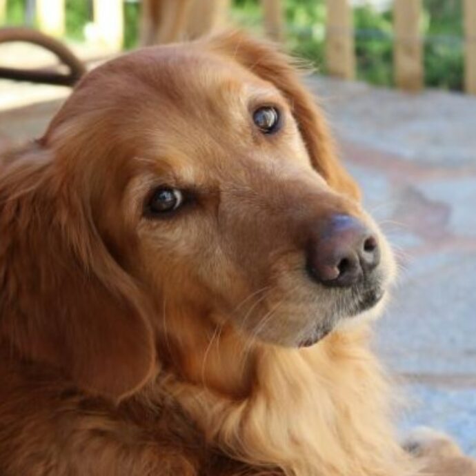  lo studio con cento Golden Retriever