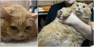 Copertina di È morto Kroshik: il “gatto più grasso al mondo” che rimase incastrato in una scarpiera durante la fuga dal centro di dimagrimento