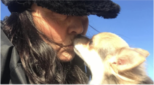 Copertina di “Piglet è la mia vita, non smetterò mai di cercarlo”: lascia il lavoro e spende oltre 18 mila euro per ritrovare il chihuahua rubato