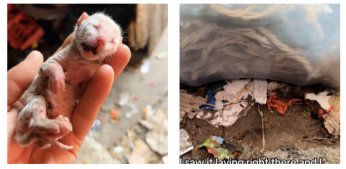 “L’ho visto e pensavo fosse morto, era gelido”: recupera un gattino abbandonato in mezzo ai rifiuti e prova a salvarlo