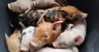 Copertina di A due anni dall’abbattimento dei maiali di Sairano, ecco cos’è cambiato nei Santuari di Animali Liberi