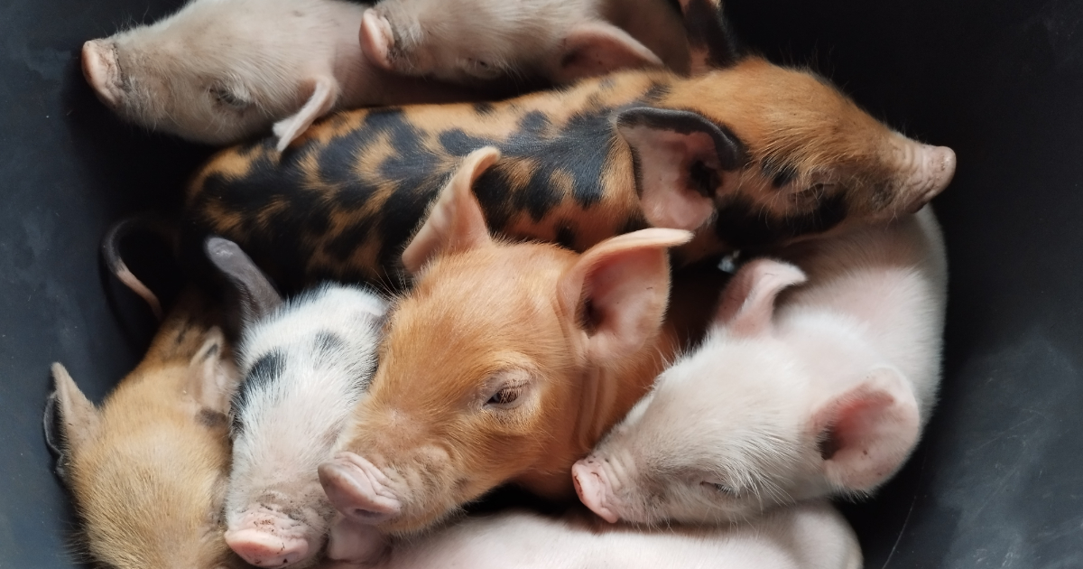 A due anni dall’abbattimento dei maiali di Sairano, ecco cos’è cambiato nei Santuari di Animali Liberi