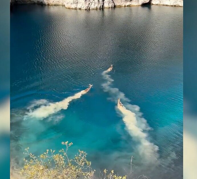 Abruzzo, lo spettacolo dei cervi che nuotano nel lago di San Domenico: il video