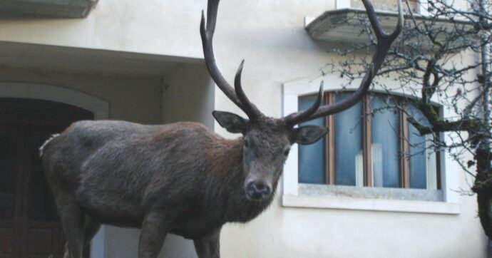 Consiglio di Stato salva i 469 cervi dell’Abruzzo