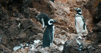 Copertina di Uccise 105 pinguini per costruire una strada: condanna storica per “ecocidio” a un imprenditore argentino