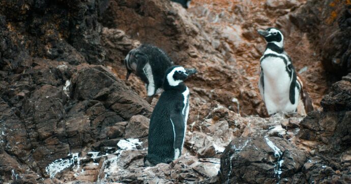 Uccise 105 pinguini per costruire una strada: condanna storica per “ecocidio” a un imprenditore argentino