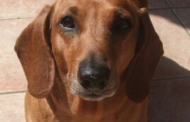 Copertina di Affida il suo cane alla dogsitter e parte per le vacanze. Al ritorno le viene restituita un’urna con le ceneri del bassotto