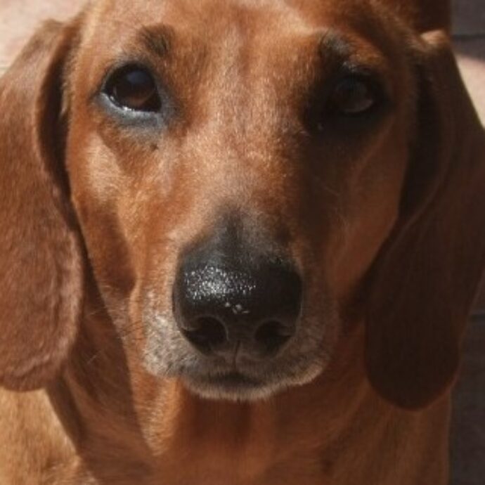 Affida il suo cane alla dogsitter e parte per le vacanze. Al ritorno le viene restituita un’urna con le ceneri del bassotto