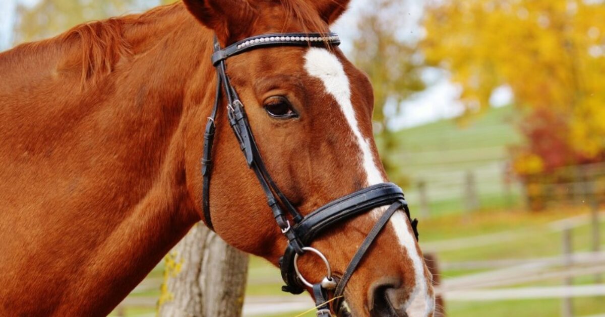 “Ho tenuto la testa del mio amato cavallo mentre moriva dopo una raffica inattesa di fuochi d’artificio. Non ho figli, era la mia famiglia”: il racconto sul Mirror