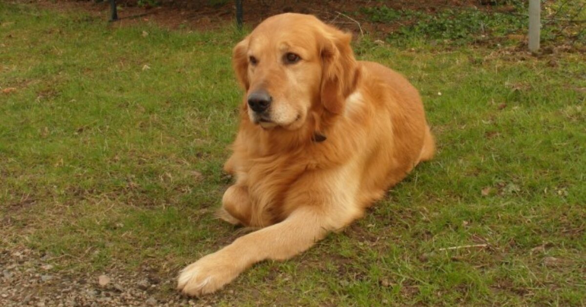 Bassotto cremato all’insaputa della proprietaria, golden retriever morto per un colpo di calore e altri casi: nuove testimonianze sulla dog sitter di Villorba