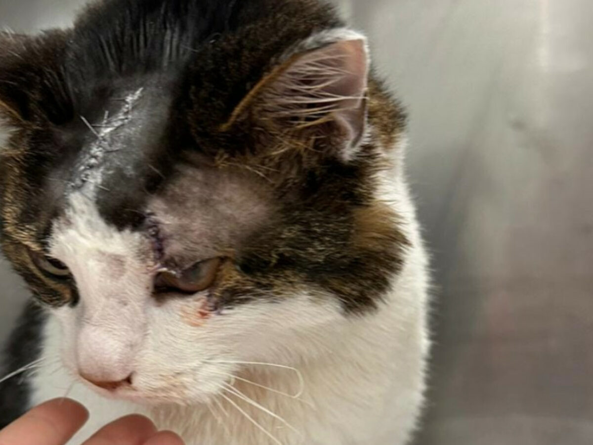 Gatto ruba la pancetta dal tavolo, il padrone lo accoltella: “Ferite anche all’occhio e lingua parzialmente mozzata”