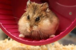 Copertina di Le loro gabbie si danneggiano e 130 criceti iniziano a scorrazzare sull’aereo: volo TAP Air Portugal fermo per quattro giorni