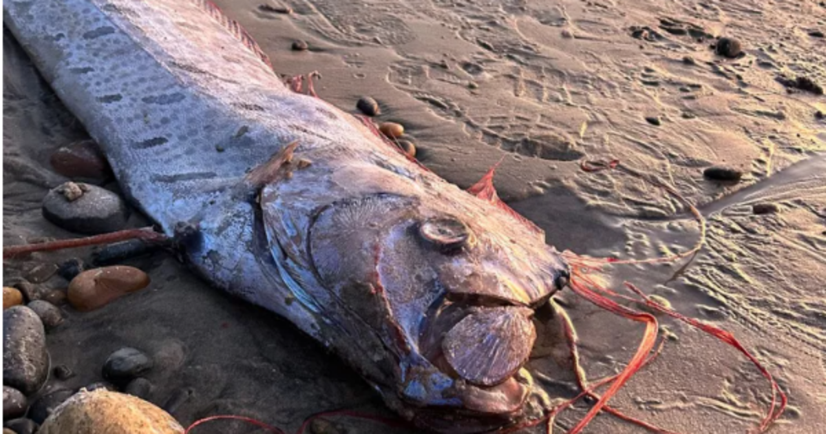 Avvistato un raro pesce “dell’Apocalisse”: “E’ un segno di avvertimento mandato da poteri superiori: ci sono disastri imminenti”. I precedenti