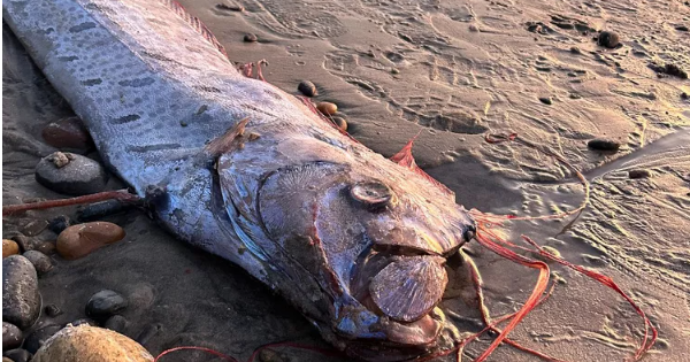 Copertina di Avvistato un raro pesce “dell’Apocalisse”: “E’ un segno di avvertimento mandato da poteri superiori: ci sono disastri imminenti”. I precedenti