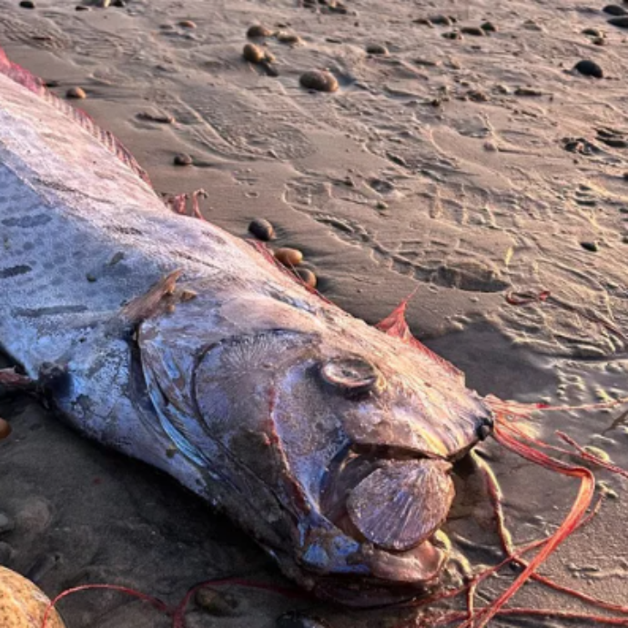 Avvistato un raro pesce “dell’Apocalisse”: “E’ un segno di avvertimento mandato da poteri superiori: ci sono disastri imminenti”. I precedenti