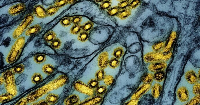 Influenza aviaria, scienziati in allarme per le mutazioni del virus nell’adolescente canadese. In Usa caso sospetto in un bimbo