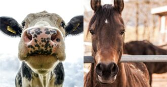 Copertina di Imprenditore minacciato con una testa mozzata di cavallo e una mucca uccisa