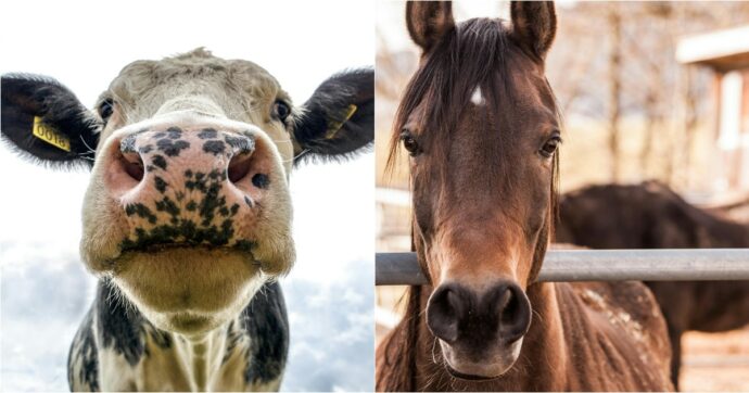 Imprenditore minacciato con una testa mozzata di cavallo e una mucca uccisa