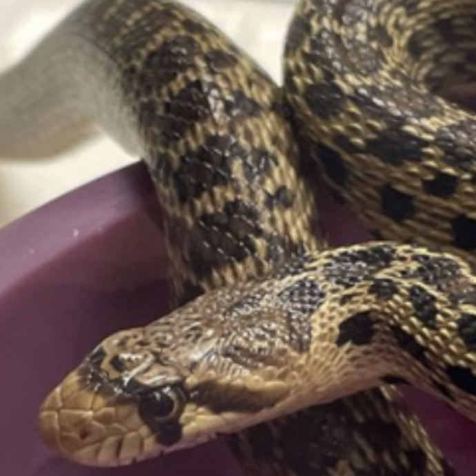 Apre un imballaggio con dentro un albero di Natale e spunta anche un serpente gopher lungo 60 centimetri