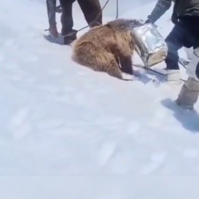 Orso intrappolato con la testa in un secchio di metallo vaga in mezzo alla neve senza potersi orientare – Il video del salvataggio