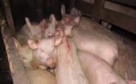 Copertina di Adolescente uccisa dai suoi maiali dopo essere stata colpita e resa incosciente da una ‘grossa scrofa aggressiva’: addio alle 17enne Milena Shevelyova