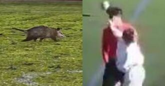 Copertina di Varietà di invasioni di campo: dall’opossum costaricense alla mamma spagnola che schiaffeggia l’arbitro – Domeniche Bestiali