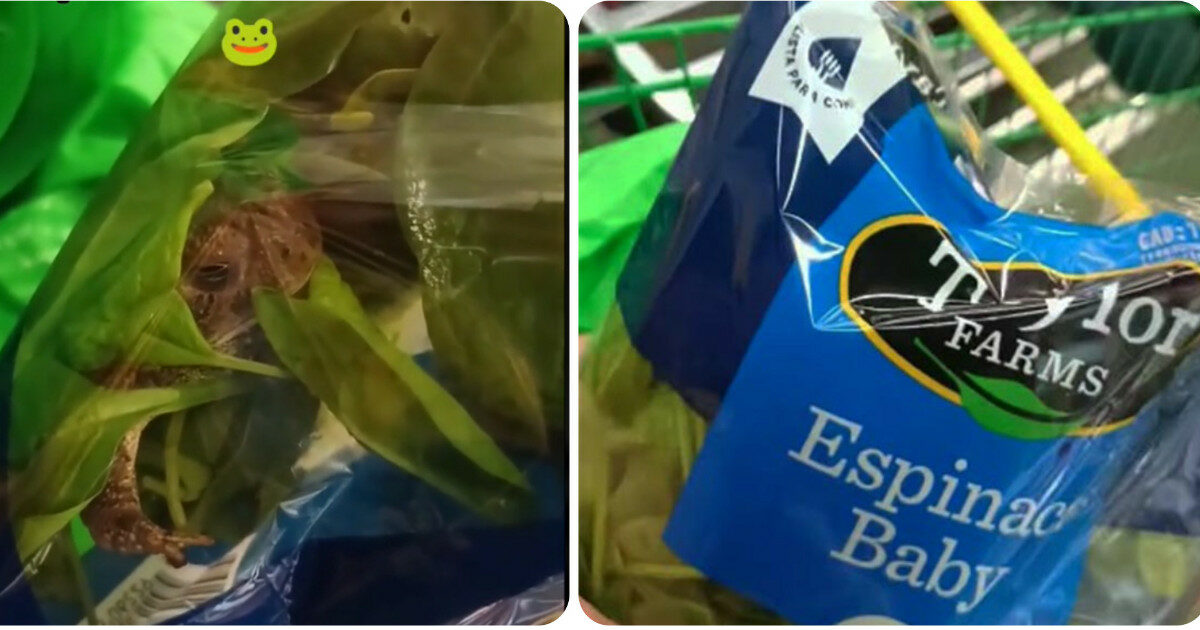 Trova una rana nella busta degli spinaci comprati al supermercato: “Sbatteva le palpebre, era schiacciata e insanguinata” – IL VIDEO