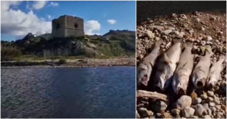 Copertina di Agrigento, il video del fiume Palma nero con decine di spigole morte. La denuncia: “Scarico illegale della molitura delle olive”