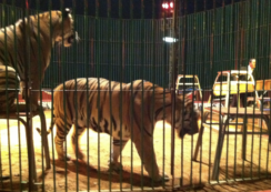 Copertina di Dieci ragazzini cercano di entrare al circo senza pagare, l’addetto alla sicurezza li ferma e loro lo prendono a bastonate