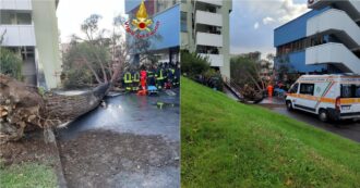 Copertina di Salerno, a causa del forte vento cade un albero di grosse dimensioni al campus universitario: 5 studenti feriti, uno è in terapia intensiva