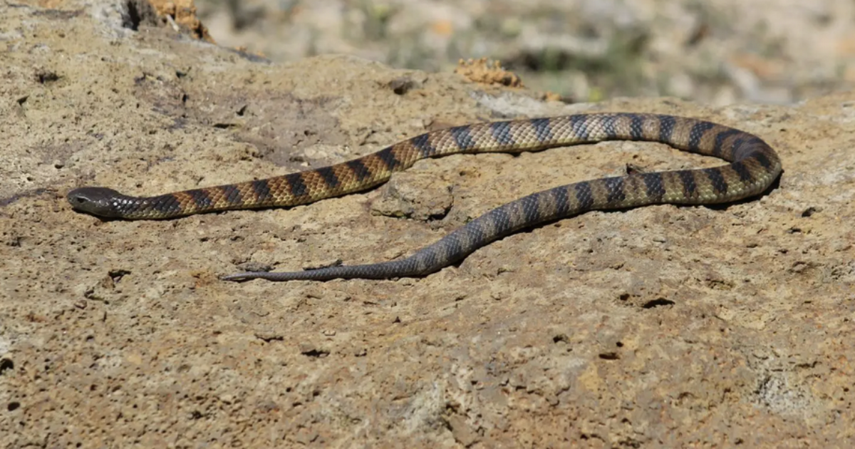 Guida in autostrada quando sente qualcosa su una gamba: è un velenosissimo serpente trigre. La donna riesce a salvarsi