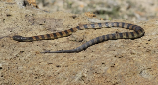 Copertina di Guida in autostrada quando sente qualcosa su una gamba: è un velenosissimo serpente trigre. La donna riesce a salvarsi