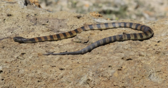 Copertina di Guida in autostrada quando sente qualcosa su una gamba: è un velenosissimo serpente trigre. La donna riesce a salvarsi