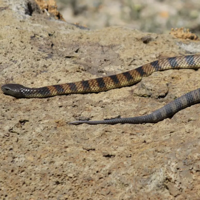 Guida in autostrada quando sente qualcosa su una gamba: è un velenosissimo serpente trigre. La donna riesce a salvarsi