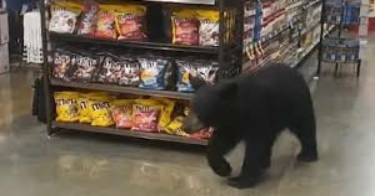 Orso goloso si intrufola in un supermercato e lo tiene sotto scacco per due giorni: “Nessuno poteva entrare, ha mangiato di tutto” – VIDEO