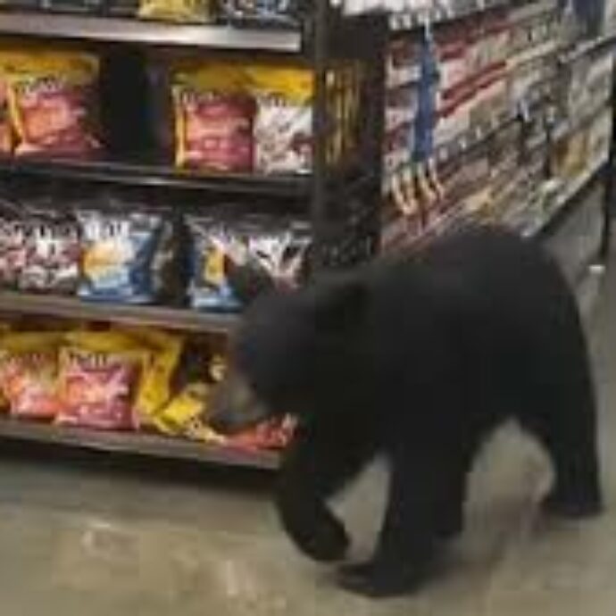 Orso goloso si intrufola in un supermercato e lo tiene sotto scacco per due giorni: “Nessuno poteva entrare, ha mangiato di tutto” – VIDEO