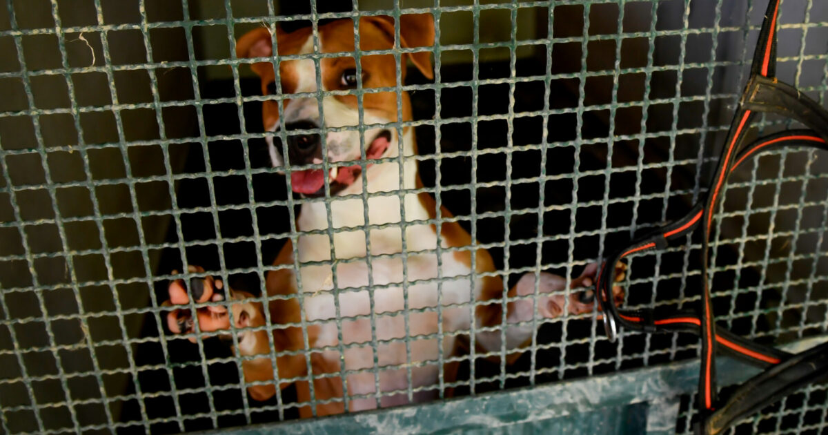 Due cani seviziati e uccisi nel bosco: uno impiccato, l’altro ammazzato e scaricato per strada. Indagini a tutto campo per catturare i colpevoli