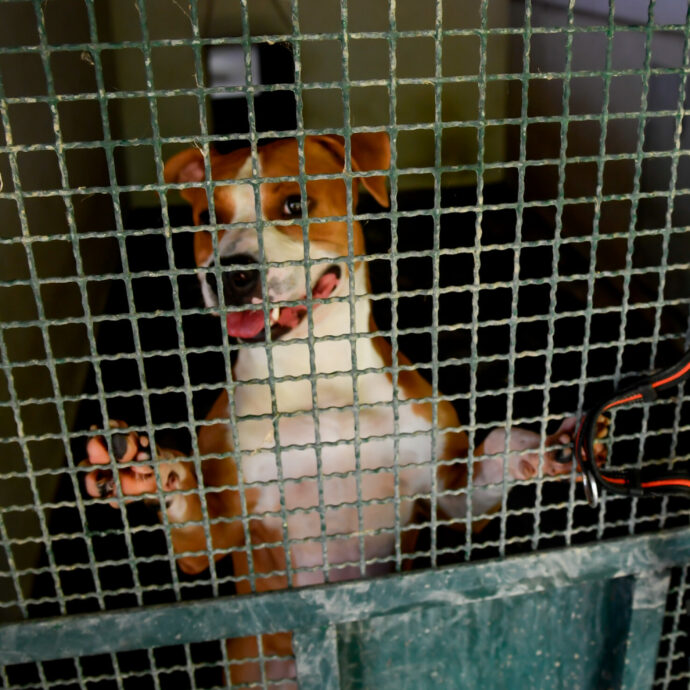 Due cani seviziati e uccisi nel bosco: uno impiccato, l’altro ammazzato e scaricato per strada. Indagini a tutto campo per catturare i colpevoli