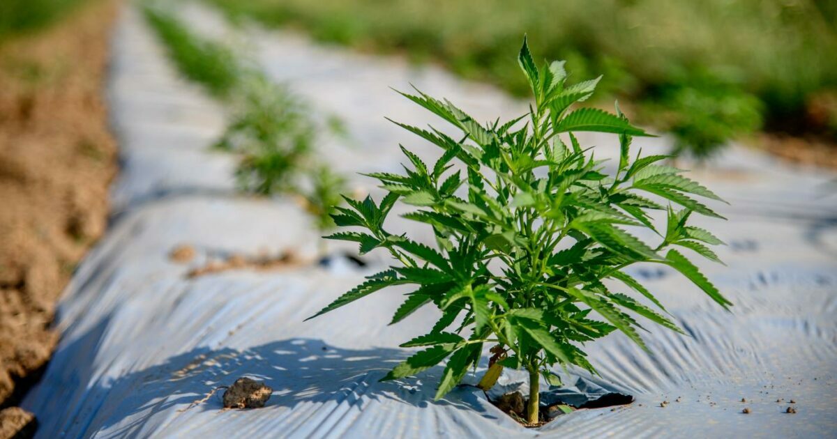 Cannabis light, coltivatori in salvo e negozi condannati a chiudere: il governo valuta la scialuppa per Coldiretti