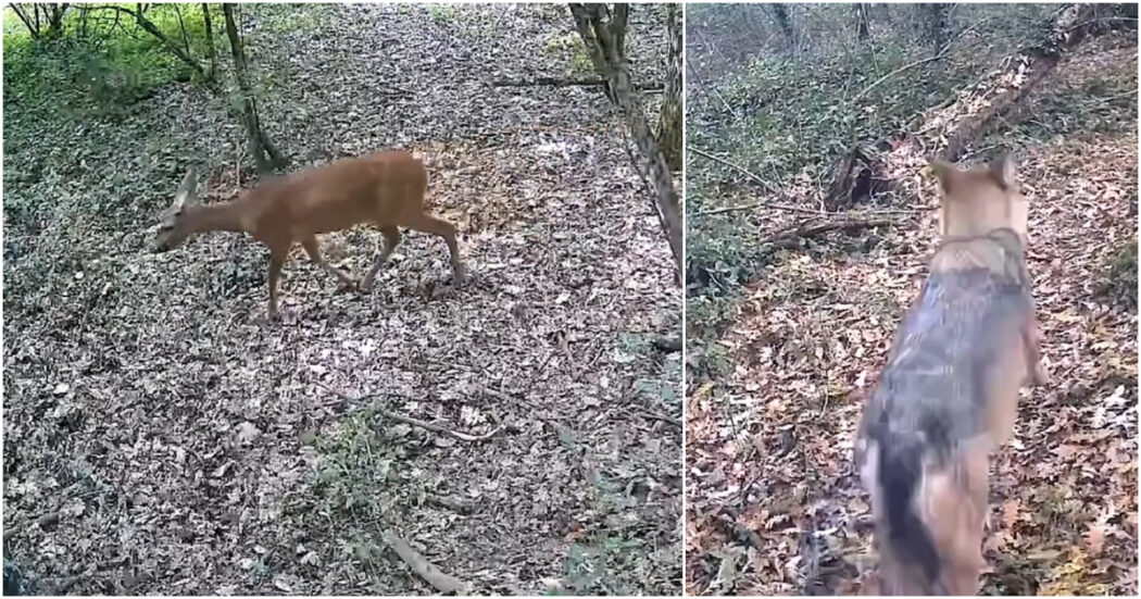 Lupi, martore, istrici e caprioli: nella video-trappola lo spettacolo del bosco tra Umbria e Lazio, ritrovo di animali selvatici